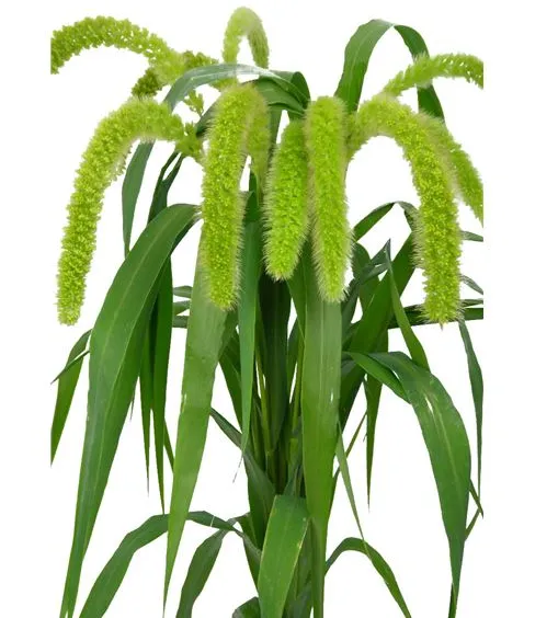 Foxtail Millet