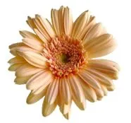 Gerbera Mini paris