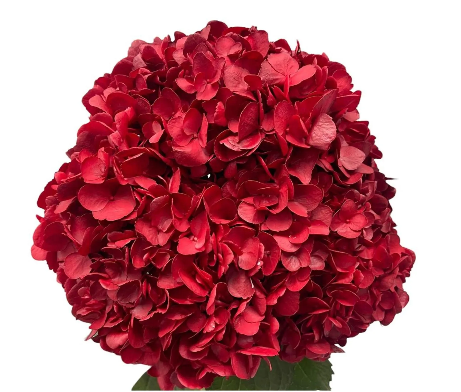 Hydrangea premium christmas red