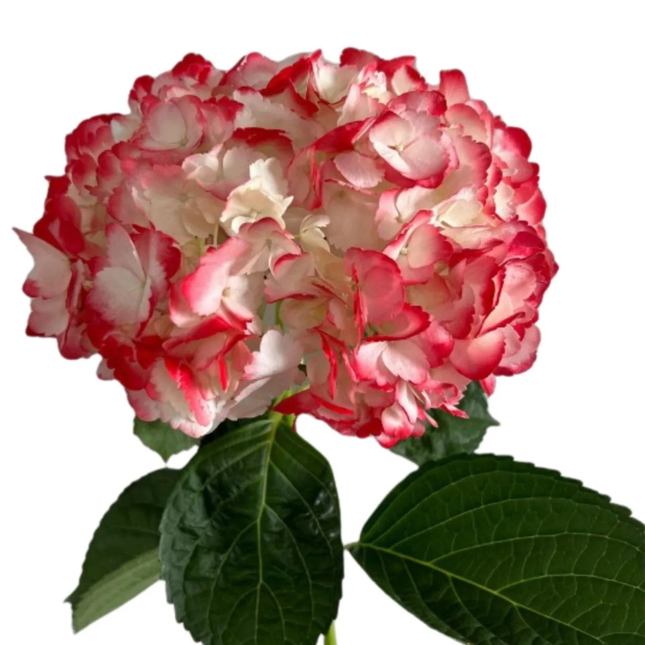 Hydrangea jumbo tinted scarlet red