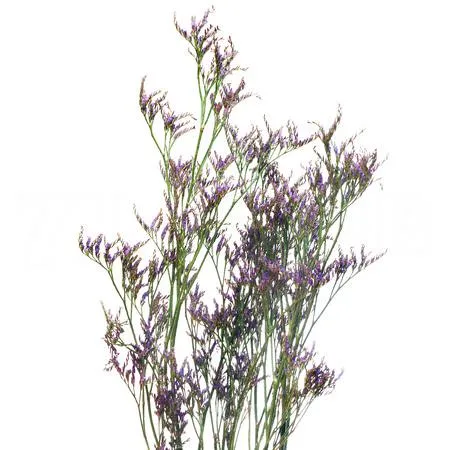 Limonium safora dark blue