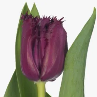 Tulip fringed gorilla