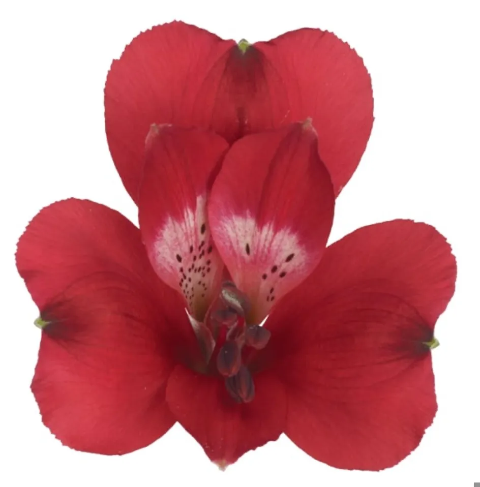 Alstroemeria cardinal