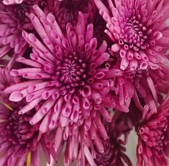 Chrysanthemum spray giddy