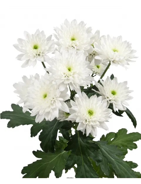 Chrysanthemum spray euro