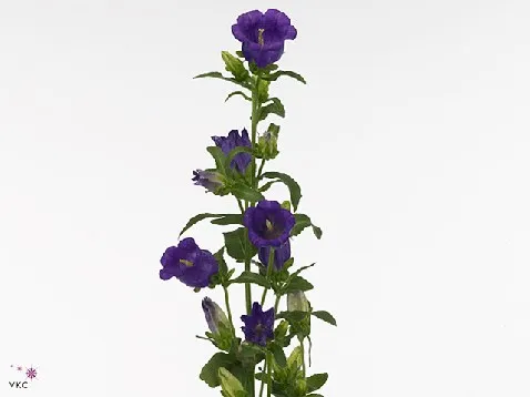 Campanula medium campana deep blue