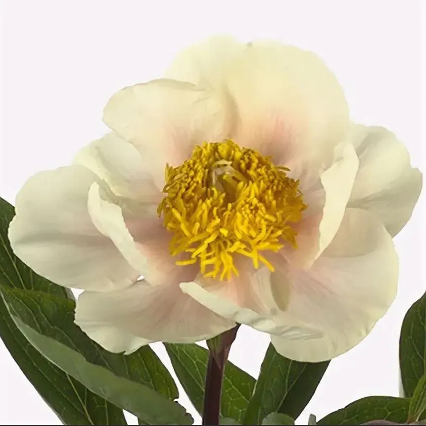 Paeonia claire de lune