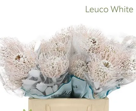 Leucospermum soleil white