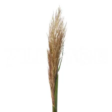 Cortaderia