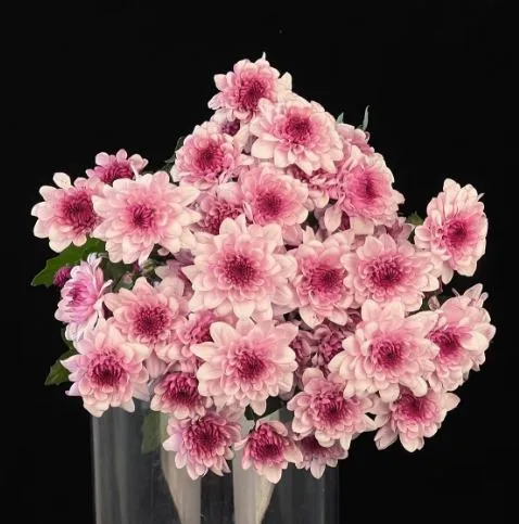 Chrysanthemum santini bruno purple