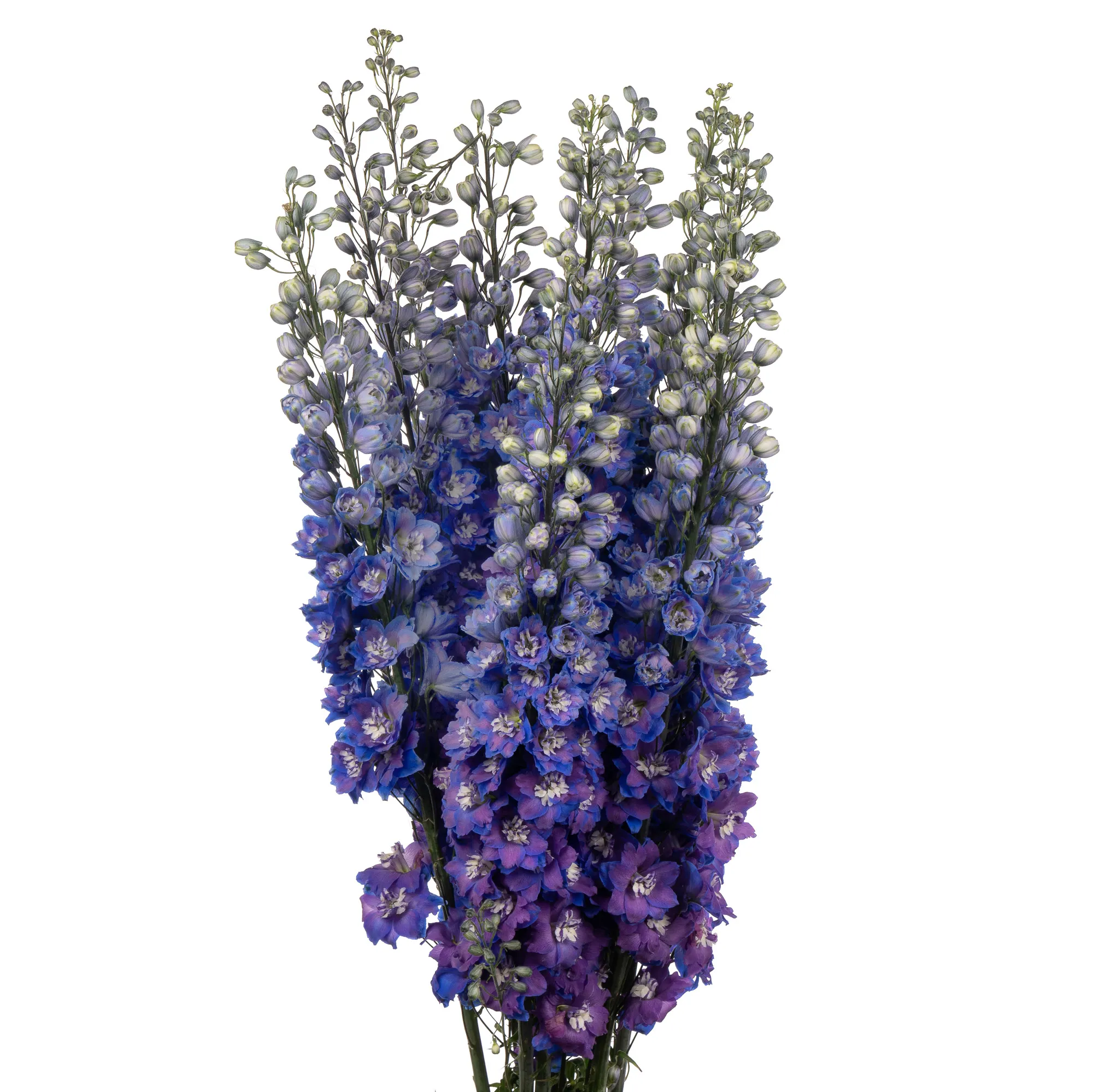 Delphinium double dewi blue star