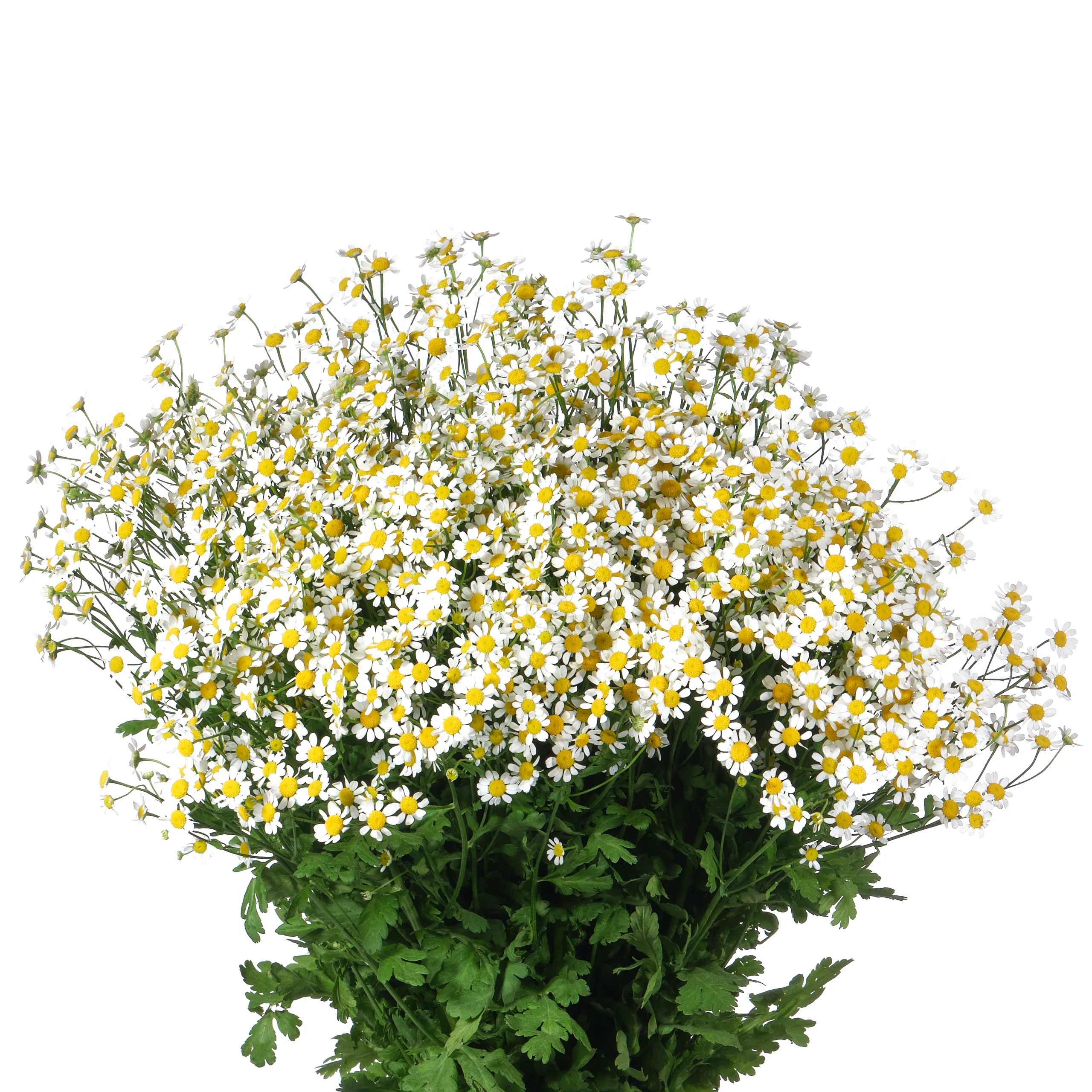 Tanacetum single vegmo