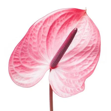 Anthurium candy