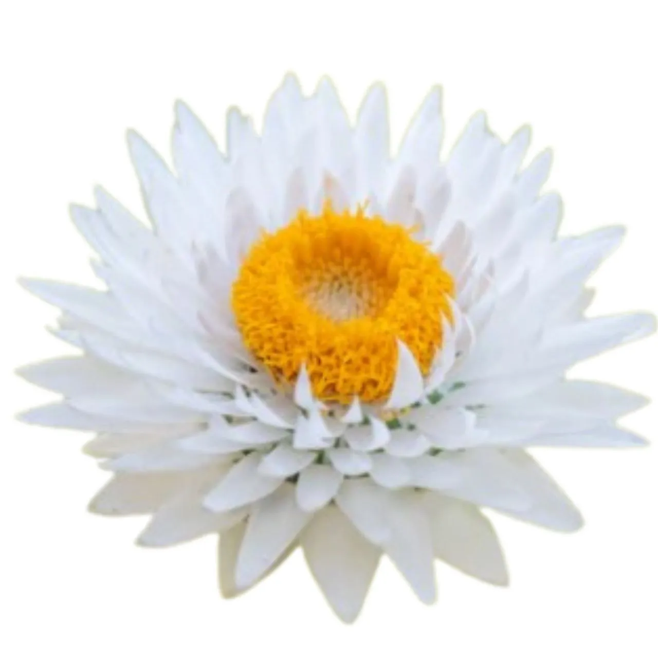 Helichrysum silver