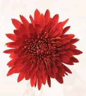 Chrysanthemum single cremon red