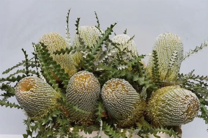 Banksia speciosa