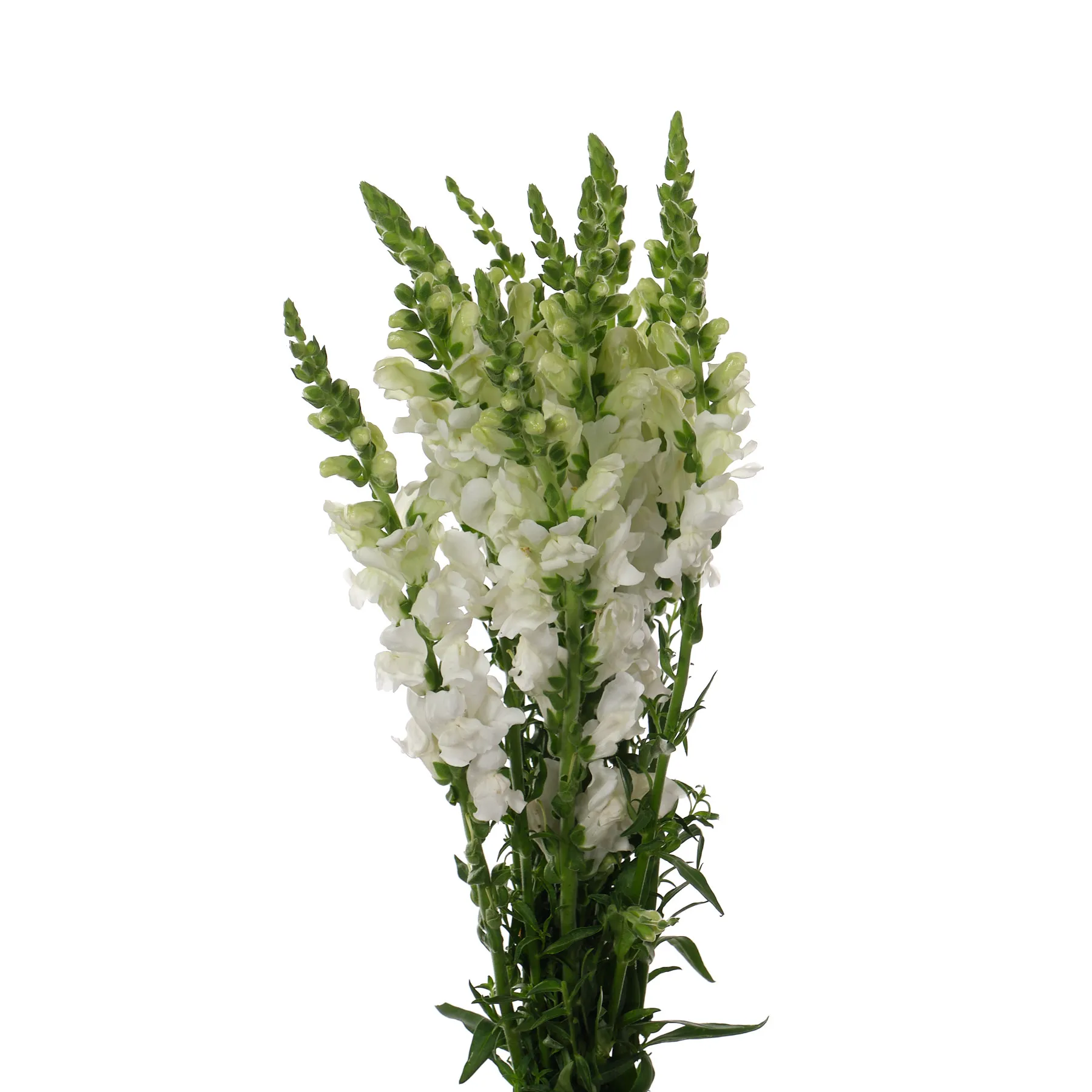 Antirrhinum white