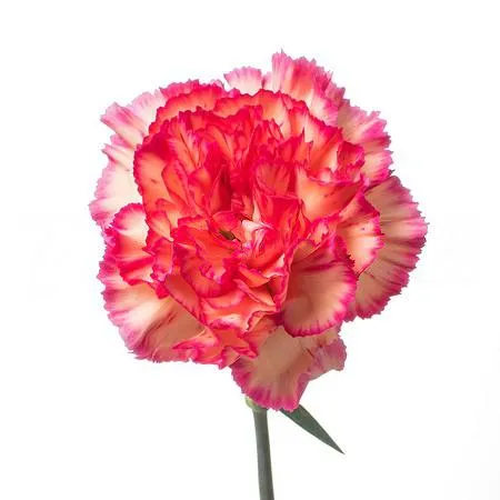 Carnation bicolour