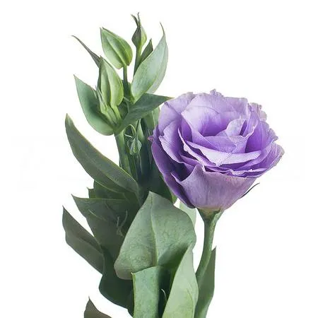 Eustoma lavender gem