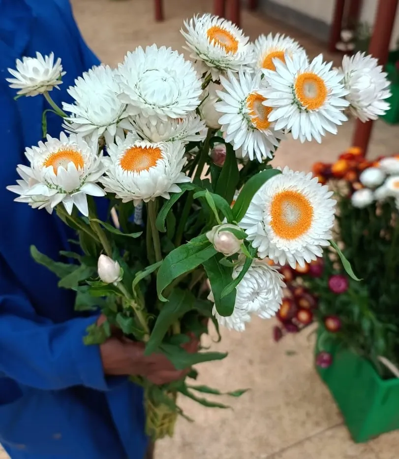 Helichrysum creamy white