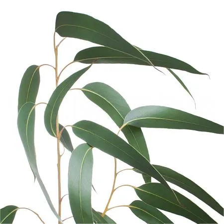 Blad Eucalyptus robusta