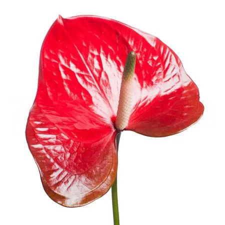 Anthurium red amor