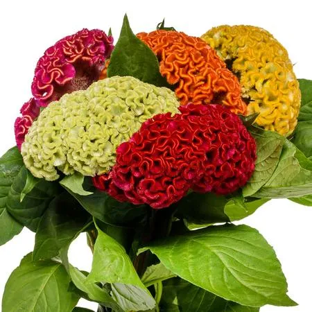 Celosia cristata mix