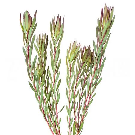 Leucadendron blush spray