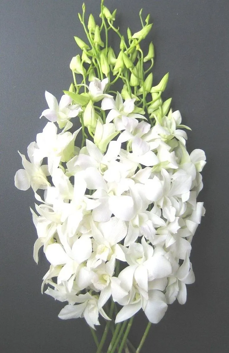 Dendrobium white jumbo