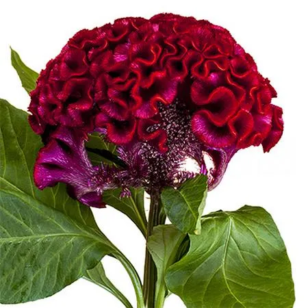 Celosia act dara