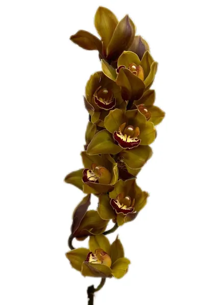 Cymbidium coffe retro