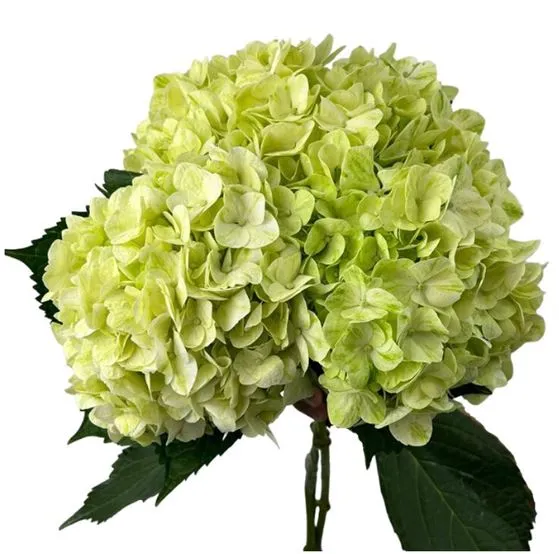 Hydrangea premium green pale