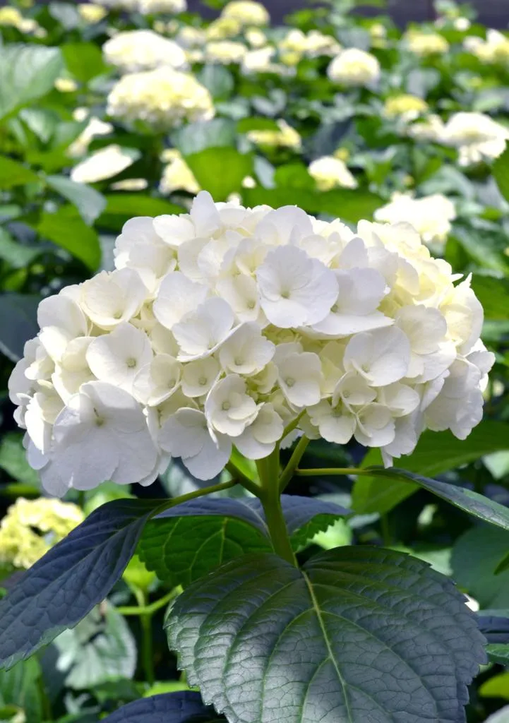 Hydrangea extra big petal white