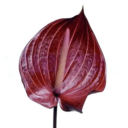 Anthurium safari