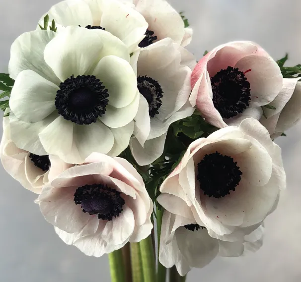 Anemone mistral plus white