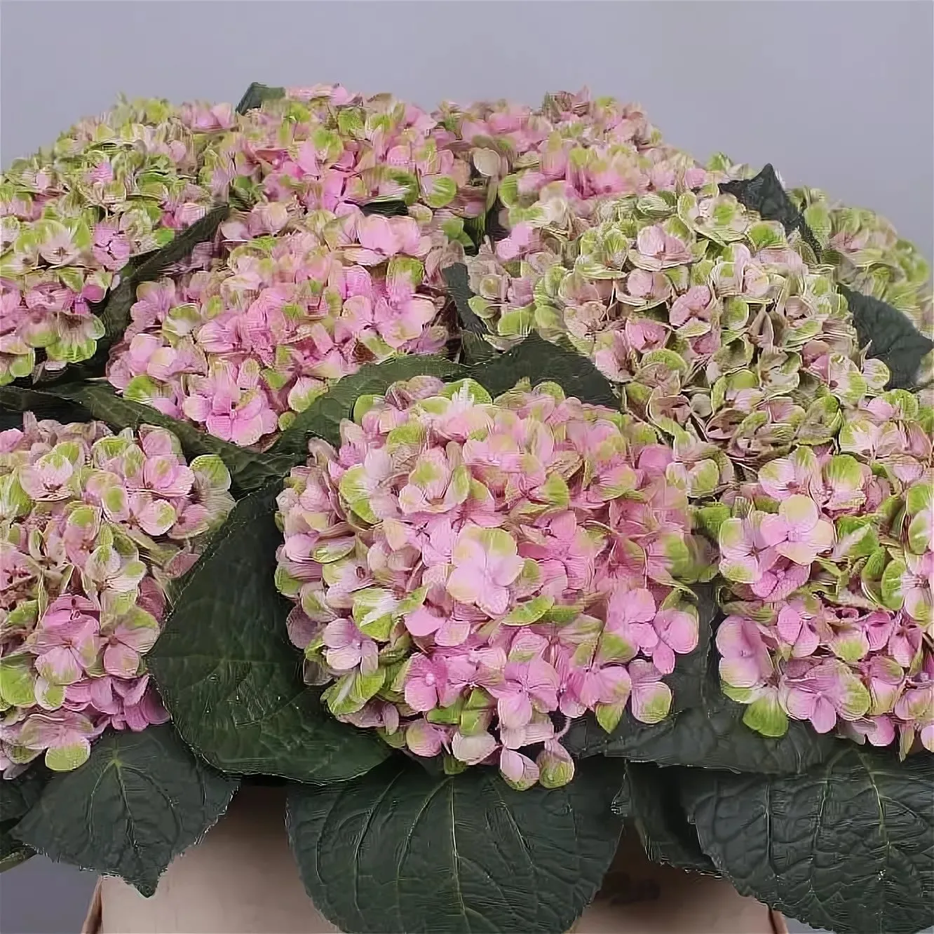 Hydrangea magical coral