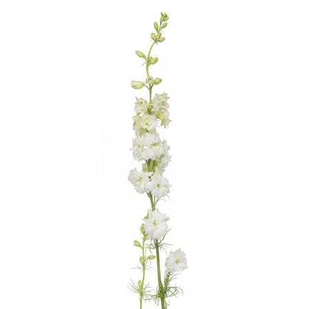 Delphinium white