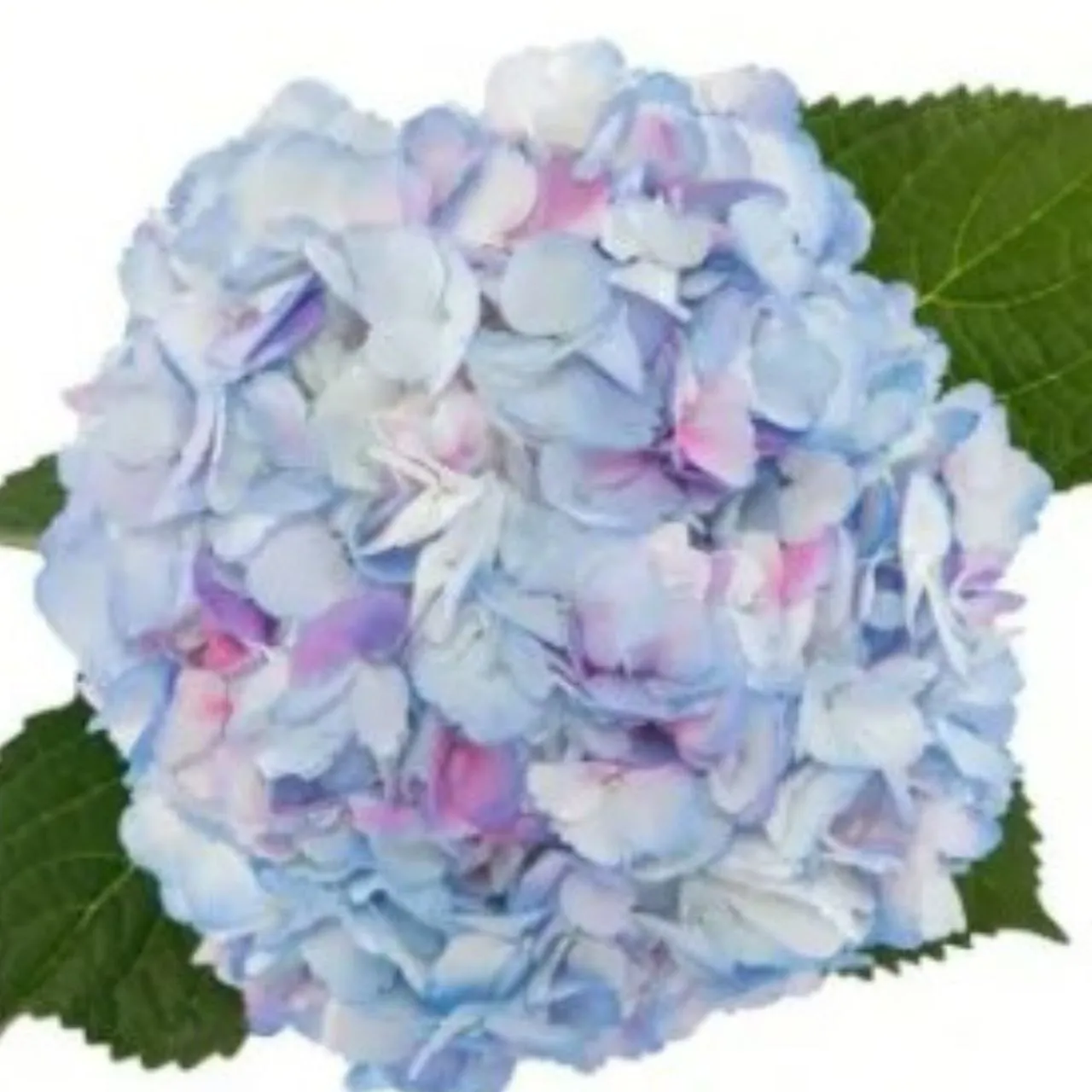 Hydrangea premium tinted candy cotton