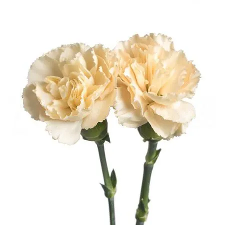 Carnation Spray creme intermezzo