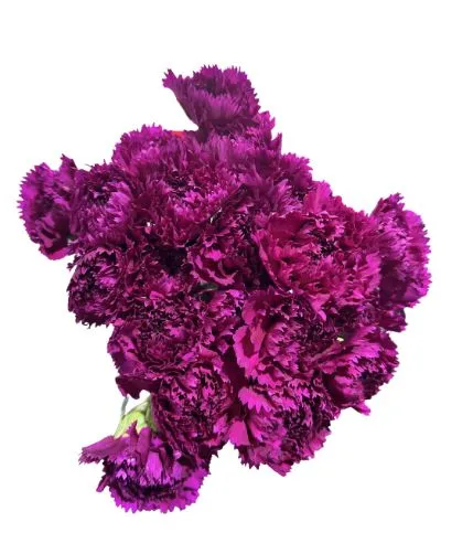 Carnation salvador