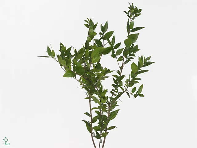 Myrtus communis