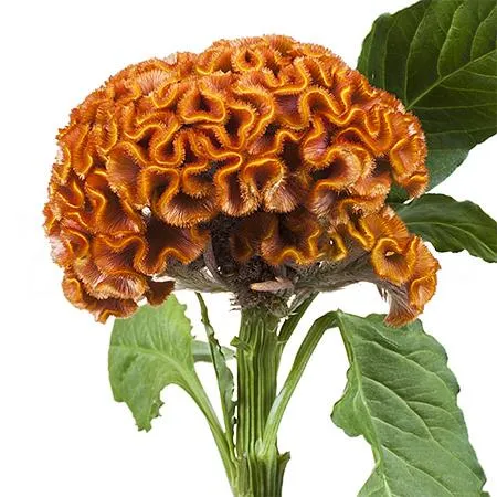 Celosia act zara