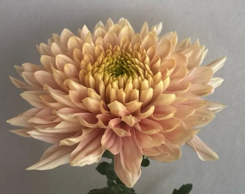 Chrysanthemum cremon romancero