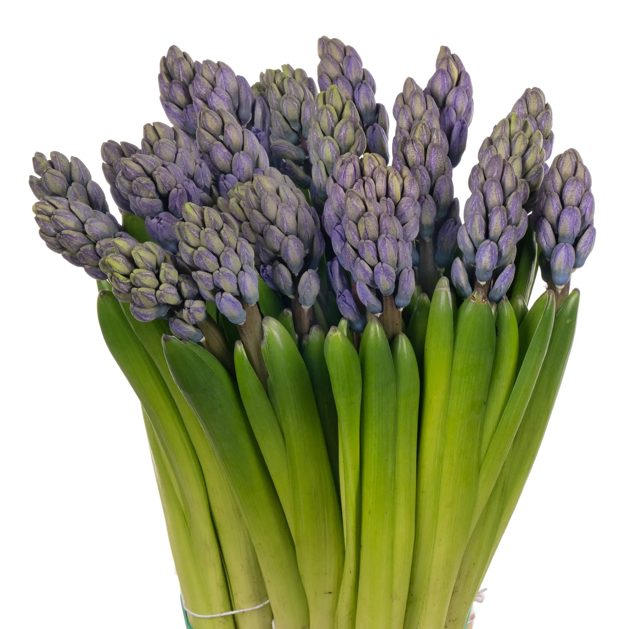 Hyacinthus minos