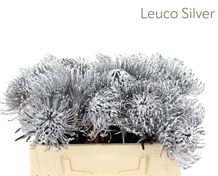 Leucospermum jelena xmas silver