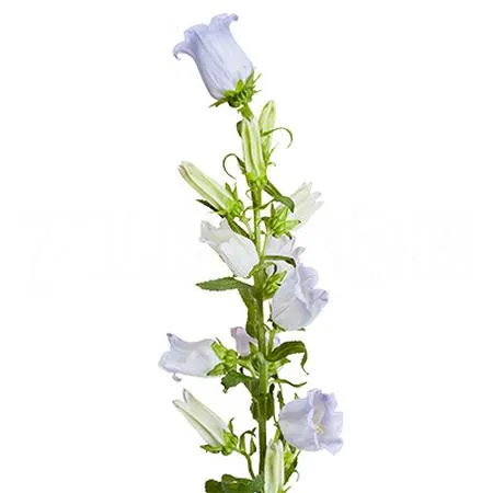 Campanula medium champion lavender