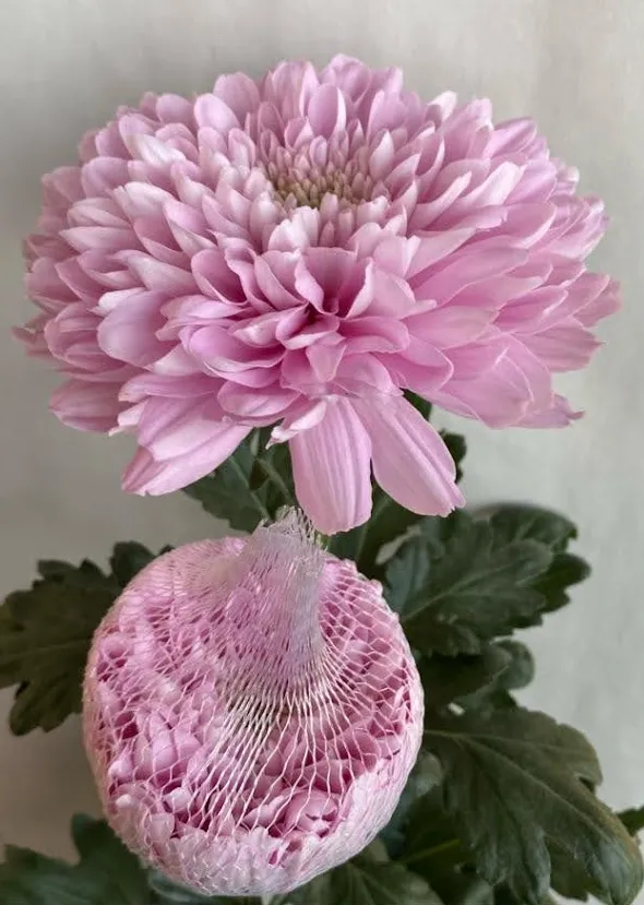 Chrysanthemum single petruska