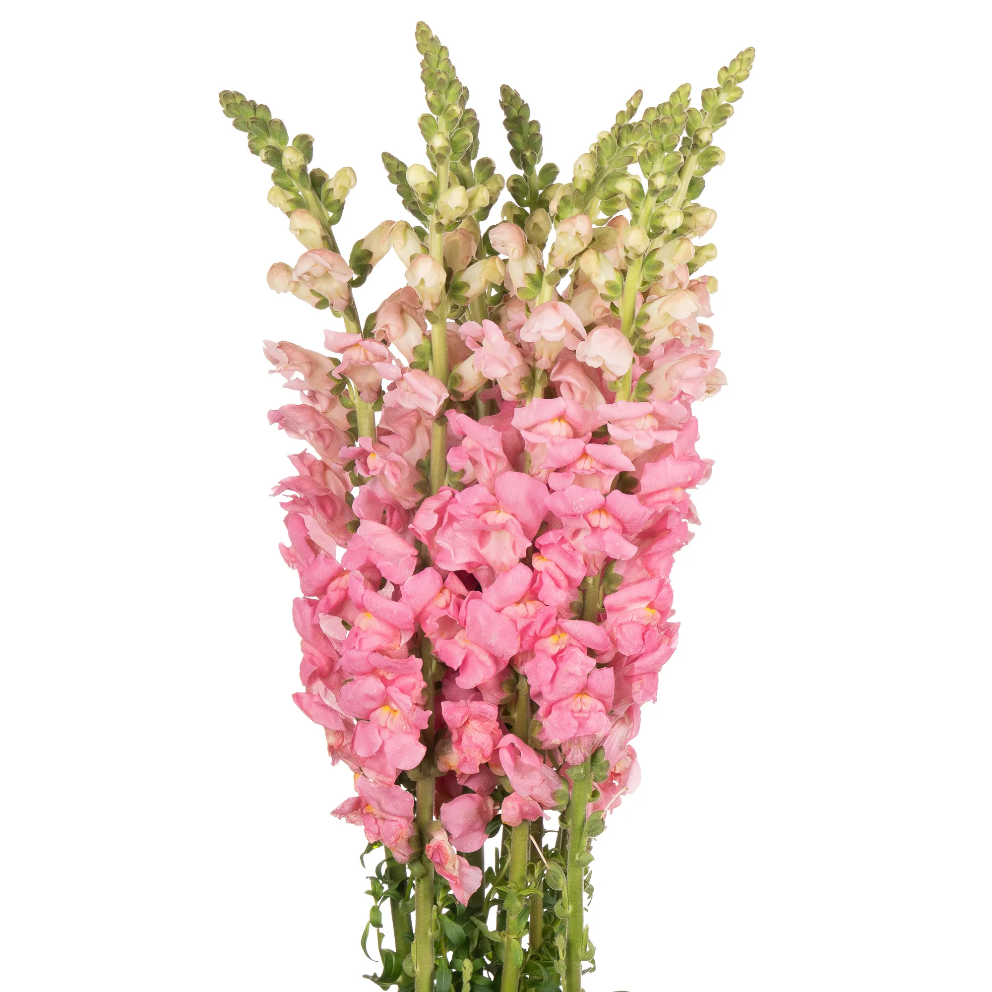 Antirrhinum pink