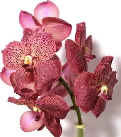 Vanda brown