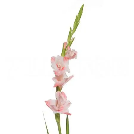 Gladiolus pink